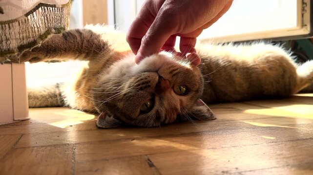 Sunny parquet floor with tabby cat lying on back while human hand strokes its chin, green eyes looking at camera, cozy pet care at home. Golden tabby cat rolls onto its back on sunlit wooden floor 