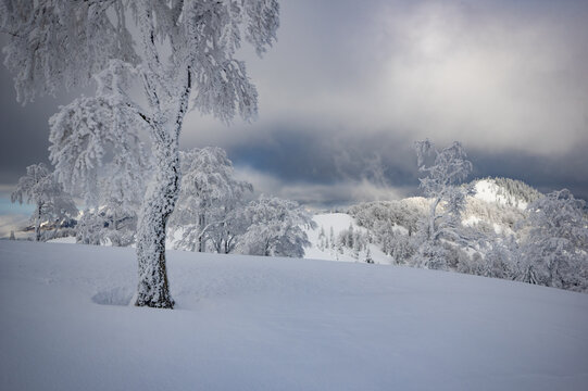 View of Borisov in Velka Fatra national park with frost-covered trees in a snowy landscape under a cloudy winter sky in Bela-Dulice, Zilina Region, Slovakia.