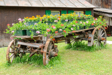 Antique wooden farm wagon decorated with colorful geraniums and summer flowers beside a rustic alpine house. © giemmephoto