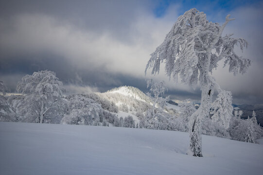 View of the snow-covered Borisov peak in Velka Fatra national park, surrounded by frost-laden trees under a dramatic winter sky in Bela-Dulice, Zilina Region, Slovakia.