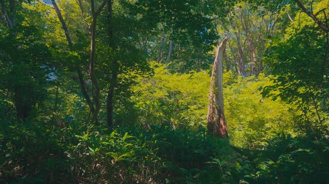 Sunlight filtering through trees in lush green forest of Hokkaido, Japan. Fresh morning nature scenery, fixed 4K video.