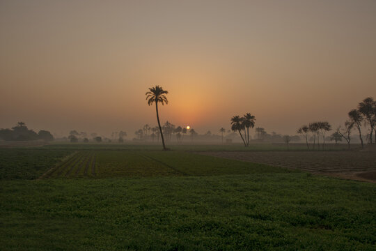 View of a serene sunrise over lush green fields and palm trees in the rural landscape of Multan, Punjab, Pakistan.