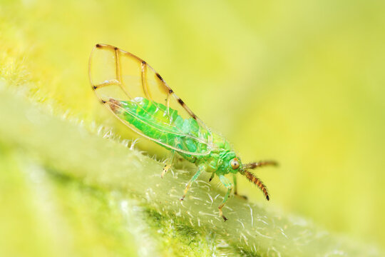 Selective focus on an adult Mediterranean Fig Psyllid on a leaf, Homotoma Ficus