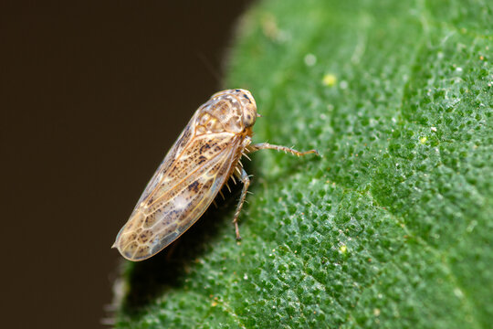 Selective focus on an adult leafhopper on a leaf, Euscelis Variegatus