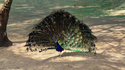 Pavo Real © NDM - Visual Art