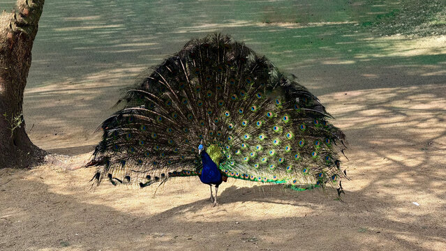 Pavo Real