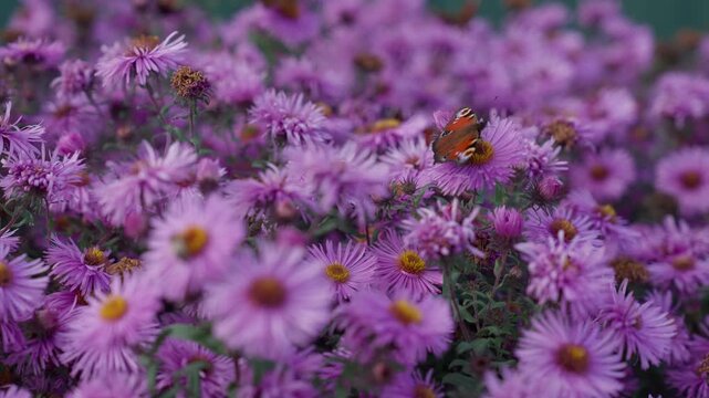 Peacock butterfly sitting on vibrant purple aster flowers. Insect foraging nectar in blooming summer field. Beautiful nature scene during sunny day with soft blurred bokeh background.