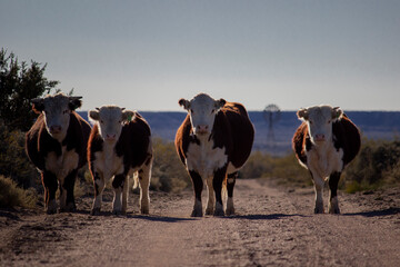 herd of cows © Fernando