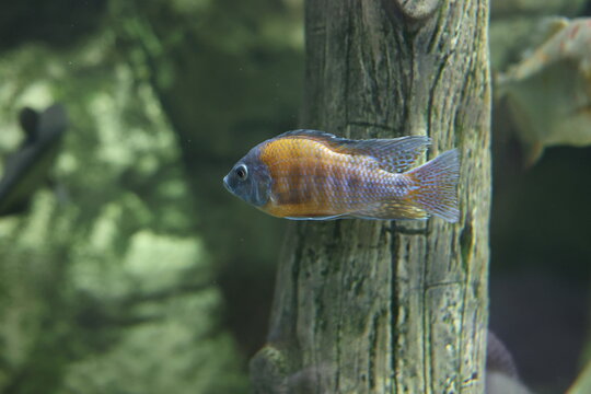 Colorful aquarium fish swimming near wood decoration, cichlid fish and underwater world concept