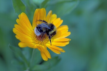 A bee collects nectar from an orange flower © Irina