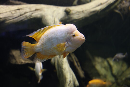 Large cichlid fish swimming in aquarium, underwater life and aquatic nature concept