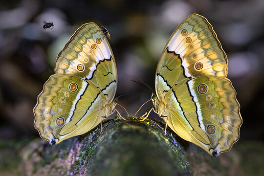 Pair of Siamese Junglequeen Butterflies Feeding Together in a Tropical Forest