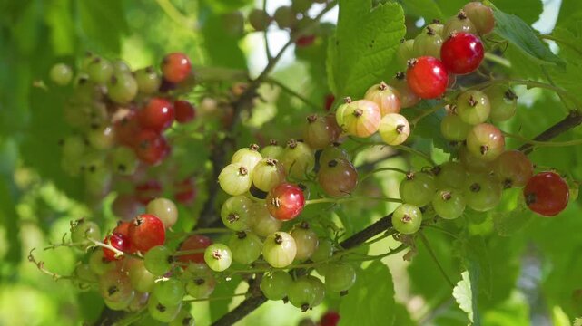 Red Currants Ripening on Branch in Summer Garden, Close up of Unripe and Ripe Red Currant Berries on Bush