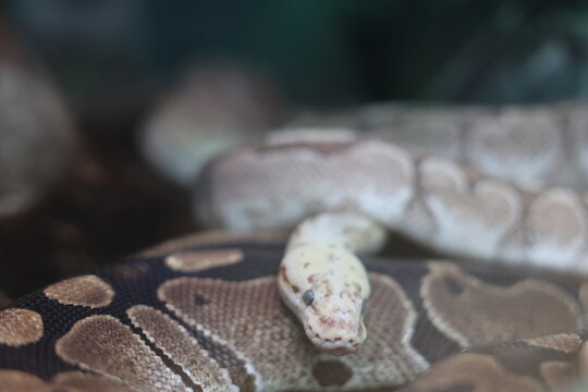 Royal python snake resting in terrarium, wildlife and reptile concept