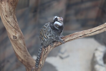 Common marmoset monkey sitting on wooden branch, wildlife and primate concept © Алина Неборская