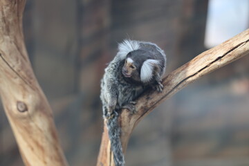 Exotic marmoset monkey sitting on branch, zoo animal and wildlife concept © Алина Неборская