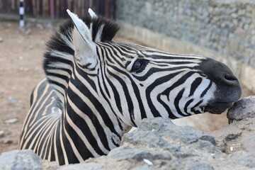 Exotic zebra profile portrait, zoo animal and wildlife photography concept © Алина Неборская