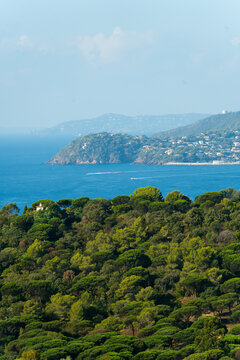 View of the Gigaro headland and the Mediterranean Sea seen from a lush pine forest in La Croix-Valmer, Provence-Alpes-Cote d'Azur, France.