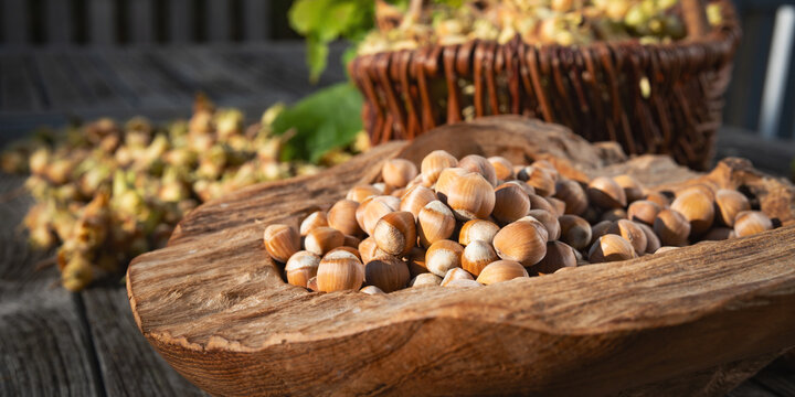 Fresh hazelnuts in a rustic wooden bowl. Gold brown nuts gleam in the autumn sun. Seasonal hazelnut harvest. Background for a healthy food. Close-up.