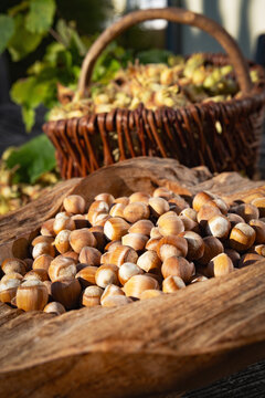 Fresh hazelnuts in a rustic wooden bowl. Gold brown nuts gleam in the autumn sun. Seasonal hazelnut harvest. Vertical background for a healthy food. Close-up.