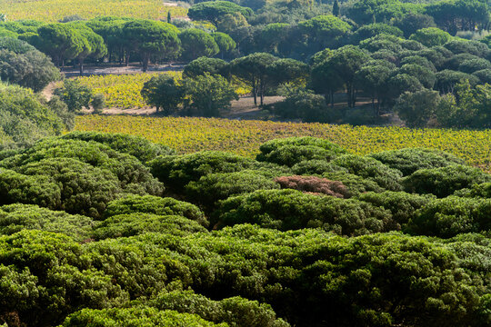 View of the Gigaro landscape featuring dense pine forests and lush vineyards under bright sunlight in La Croix-Valmer, Provence-Alpes-Cote d'Azur, France.
