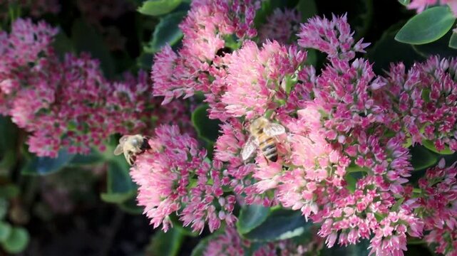 Close-up video of a honey bee collecting pollen on a delicate pink garden flower. Natural pollination scene with vibrant colors, shallow depth of field, and soft background, ideal for themes of nature