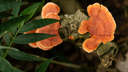 Fungi en Ilha Grande  © diego