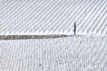 Obraz premium Snowy Vineyard and Cypress, Minimalist Landscape, Chianti