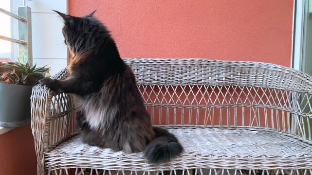 Curious Maine Coon Cat Observing Surroundings on Balcony. Fluffy Maine Coon cat sitting on a wicker bench and curiously observing the surroundings on a balcony, showing natural feline behavior.
