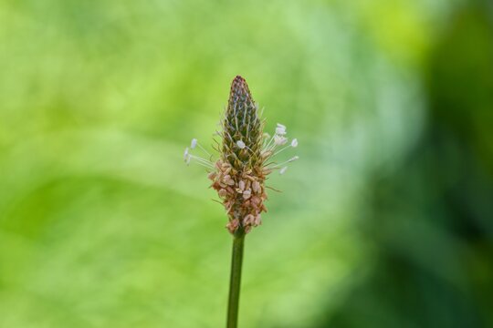 Macro shot of ribwort plantain flower spike with stamens against green background