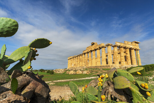 View of the ancient Greek Temple E at Selinunte, framed by prickly pear cacti under a bright blue sky in Marinella, Sicilia, Italy.
