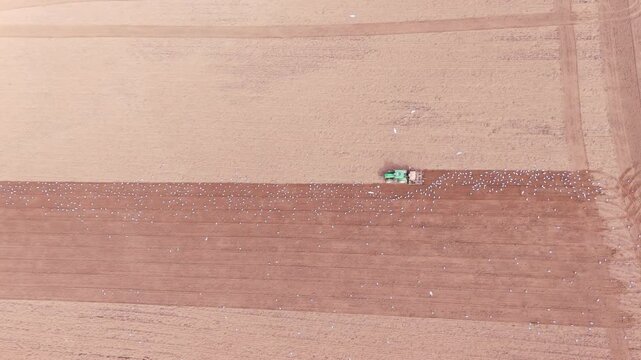 Aerial view of a tractor ploughing a field with birds following the freshly turned soil in rural Looe, England, United Kingdom.