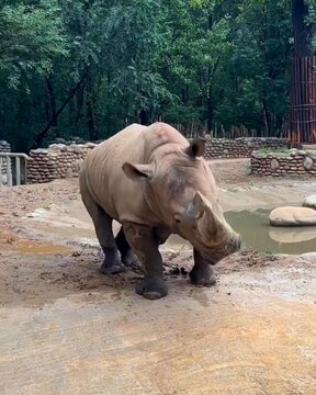 A surprised Rhino jumping near a beautiful small waterhole in the wild