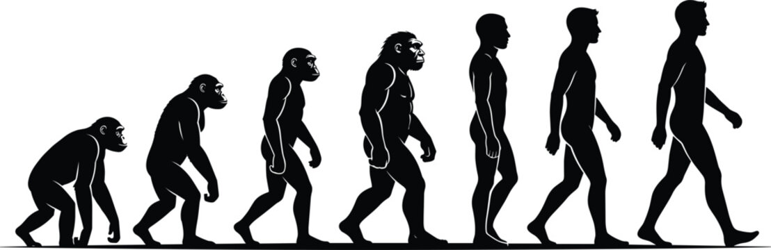 Human biological evolution progress chart timeline showing stages from primitive ape to modern man isolated vector silhouette