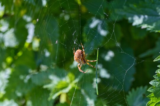 Macro shot of a garden orb weaver spider waiting in its web against green foliage