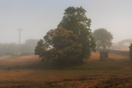 Misty Morning Landscape with Horreo and Trees, Camino Primitivo, Spain