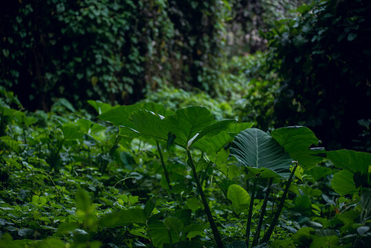 View of lush green vegetation and large broad leaves in the volcanic landscape of Kerang, Plateau, Nigeria.