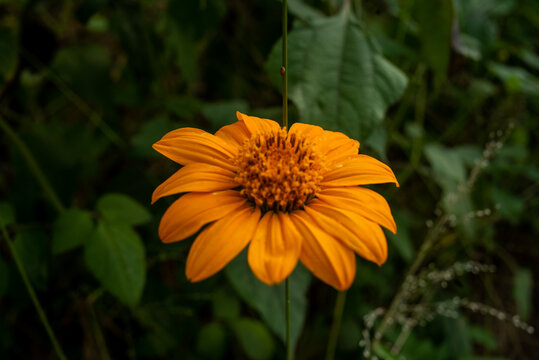 View of a vibrant orange flower blooming in the grounds of the Jos Museum and Zoo in Jos, Plateau, Nigeria.