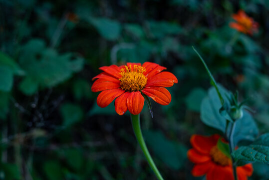 View of a vibrant orange flower blooming in the gardens of the Jos Museum and Zoo in Jos, Plateau, Nigeria.