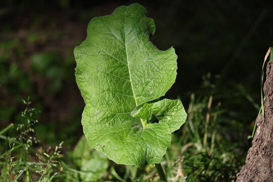 Fresh green burdock leaf with broad textured foliage in summer