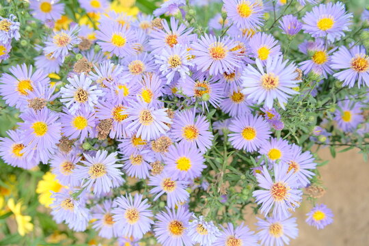 Purple Aster Flowers in Wonosobo, Central Java, Indonesia