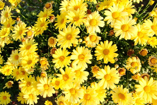 Yellow daisies blooming in Wonosobo, Central Java, Indonesia