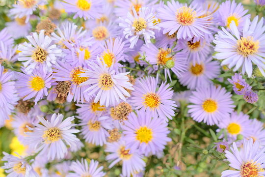 Purple asters blooming in Wonosobo, Central Java, Indonesia