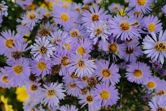 Purple Aster Flowers Blooming in Wonosobo, Central Java, Indonesia