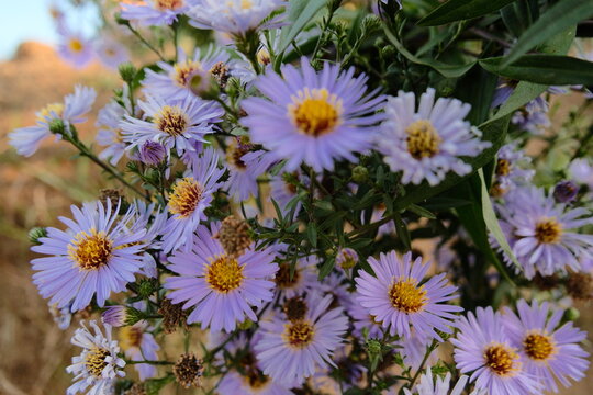 Purple Aster Flowers in Wonosobo, Central Java