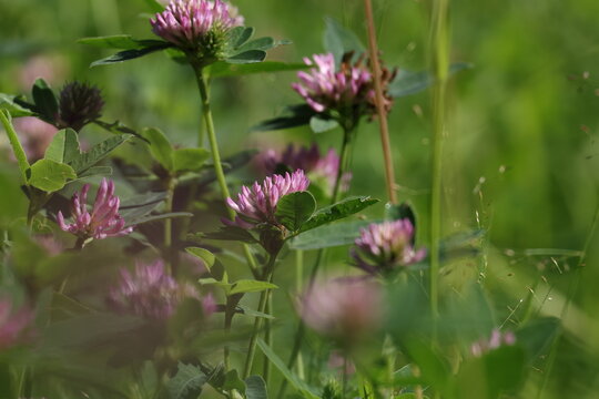 Flowering red clover surrounded by lush green meadow vegetation