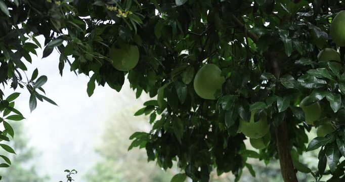 Green pomelo fruits and sweet olive flowers making a frame of beautiful autumn