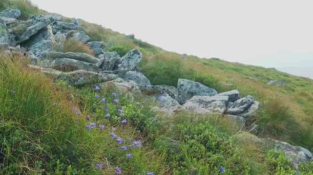 Close-up view of vibrant purple bluebell flowers blooming among rocks and green grass on a steep mountain slope in the Carpathians.

