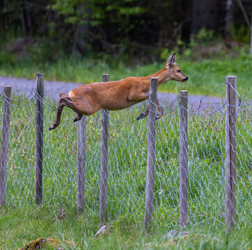 View of a roe deer mid-air as it jumps over a wire fence in a lush green meadow with a dirt path in the background in Liabygda, More og Romsdal, Norway.