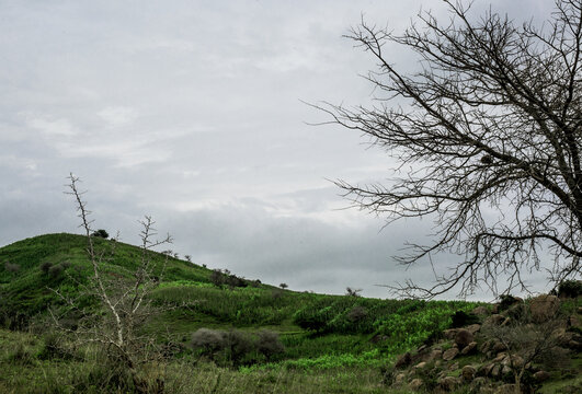 View of the lush green volcanic hills of Kerang with rocky outcrops and a bare tree under a cloudy sky in Kerang, Plateau, Nigeria.